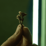 Biohacking-for-Beginners