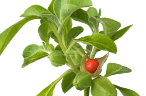 adaptogens and medicinal mushrooms