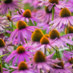 echinachea