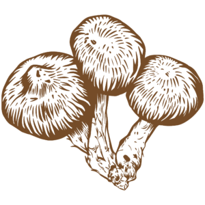 Shiitake mushrooms drawing, mushrooms that make up om mushrooms reviews and troop mushroom reviews