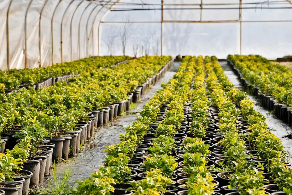 Agriculture crop with ancient peat