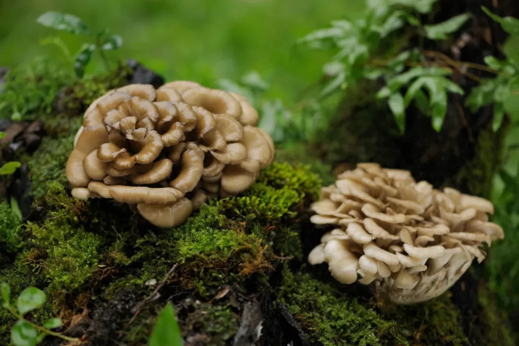 Fresh and organic Mushrooms somewhere in the forest. 