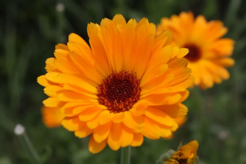 Calendula flower. 