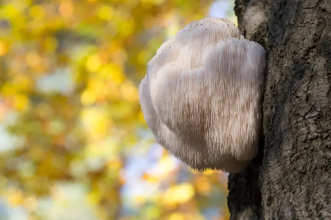 Lion's mane mushroom on tree