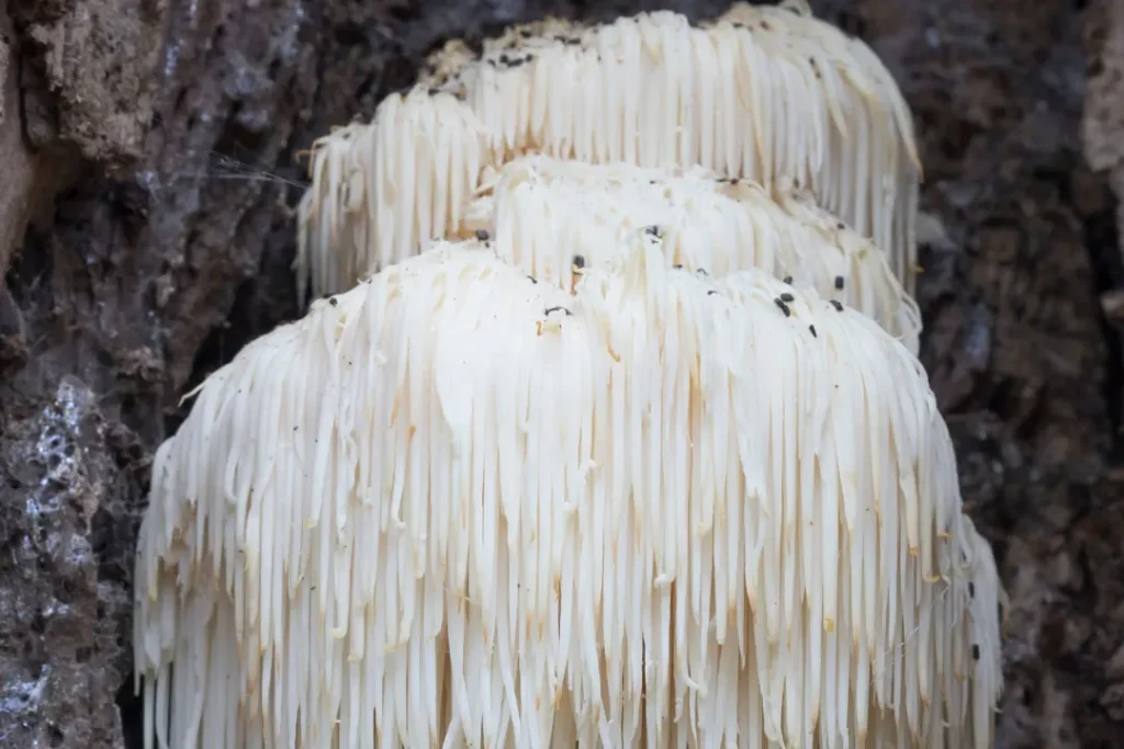 Lions Mane mushroom. 