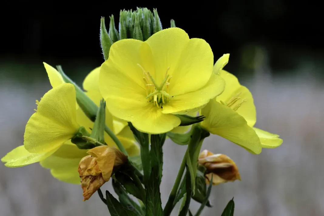 Evening Primrose.