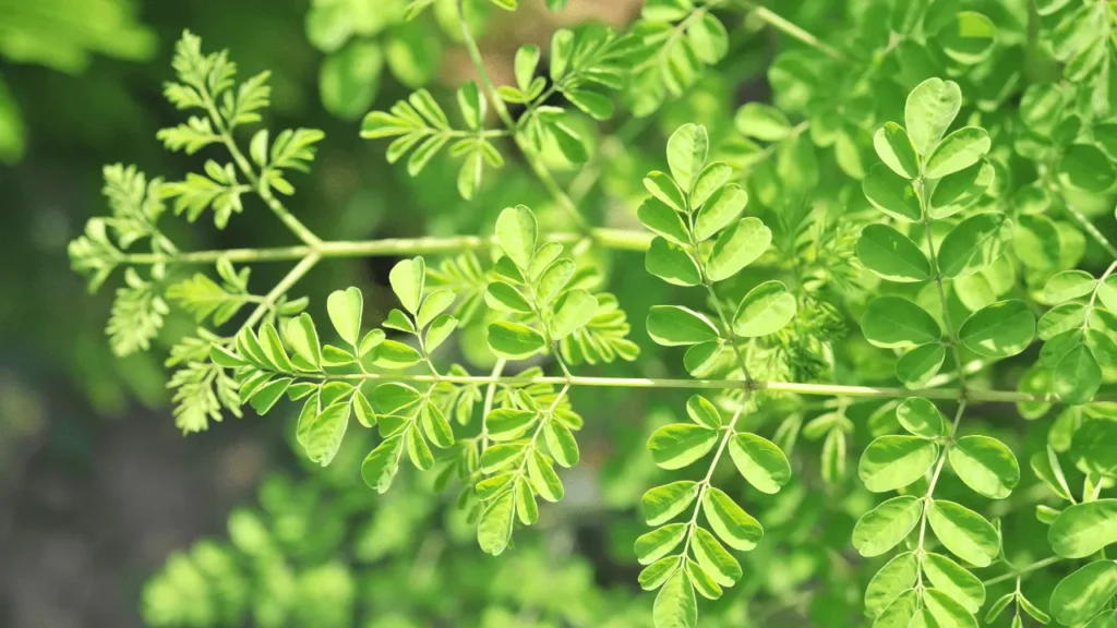 Moringa plant. 